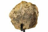 Dinosaur (Triceratops) Frill Shield Section w/ Stand - South Dakota #378586-2